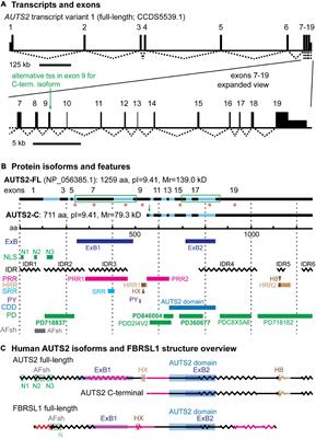 AUTS2 Syndrome: Molecular Mechanisms and Model Systems